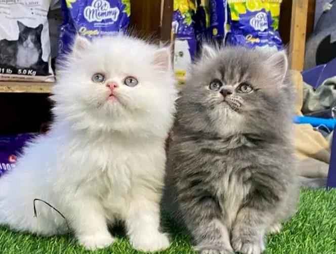 Cat's Persian sale baby