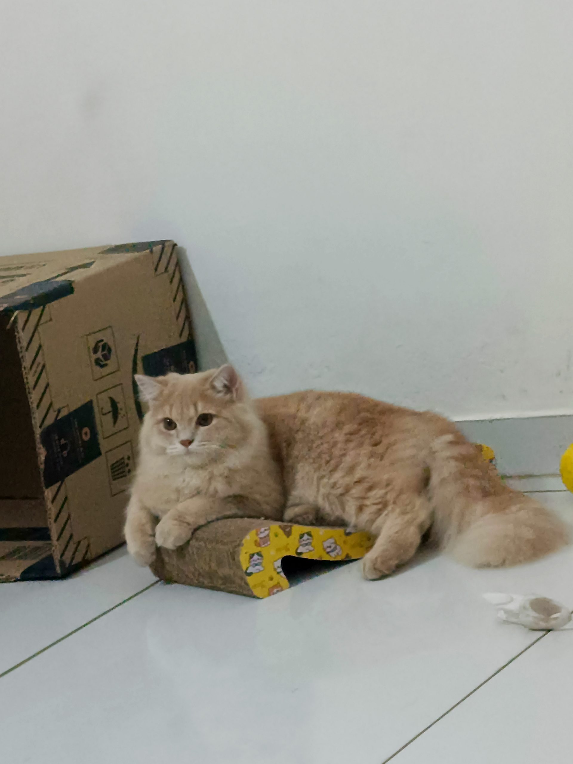 Cat Sell Himaliyan Bread Orignal