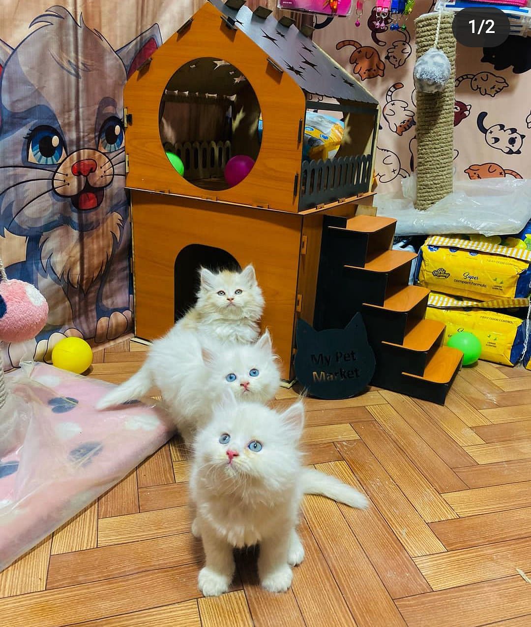 Cats,, and dogs and parrot