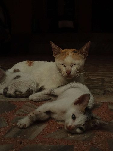 Cats free for adoption