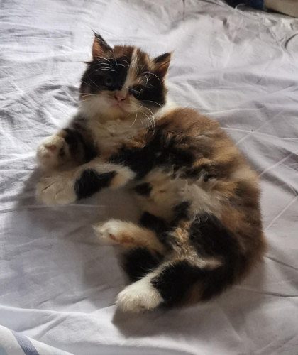Cats - 2 months old