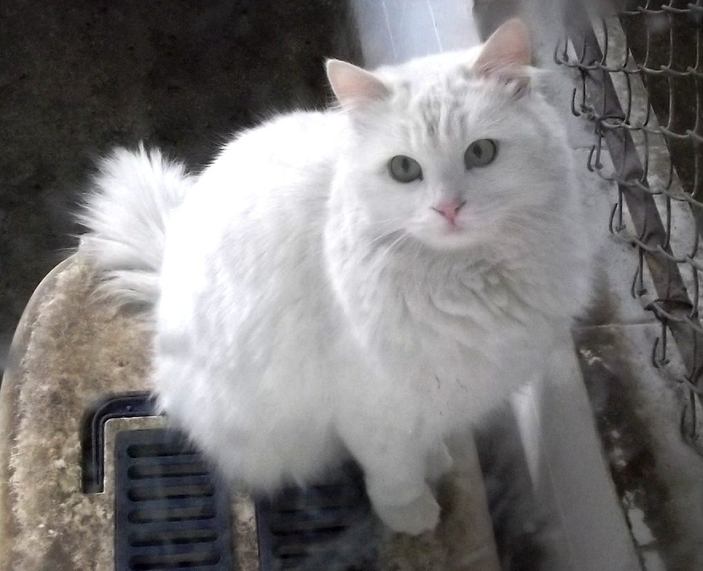 Cats Persian female male available