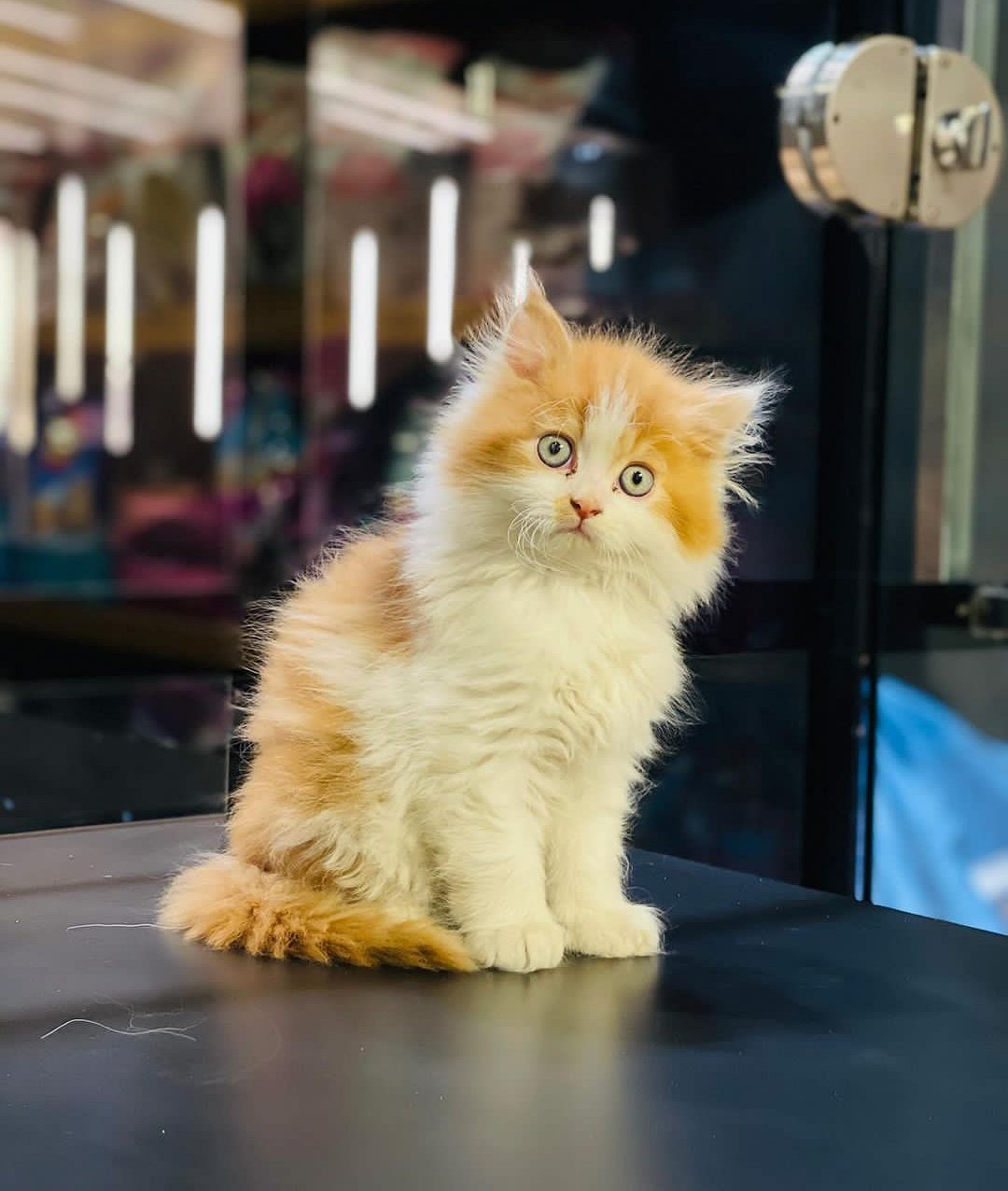 Cats,, Persian male female available