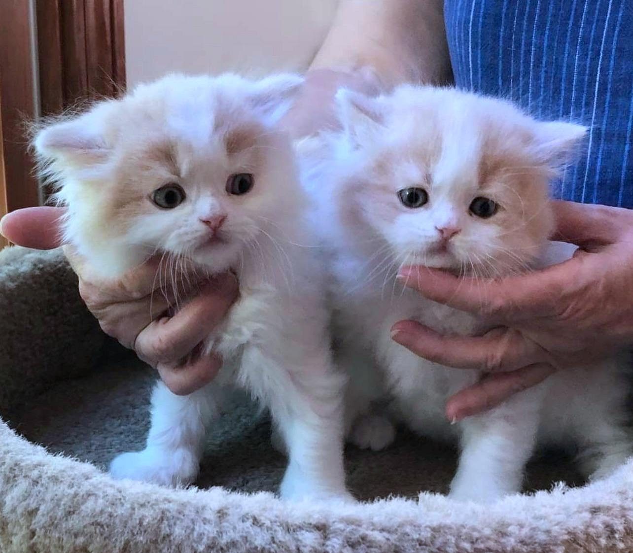 Cats Persian male female available