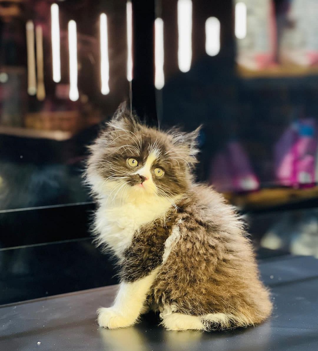 Cats Persian pets shop