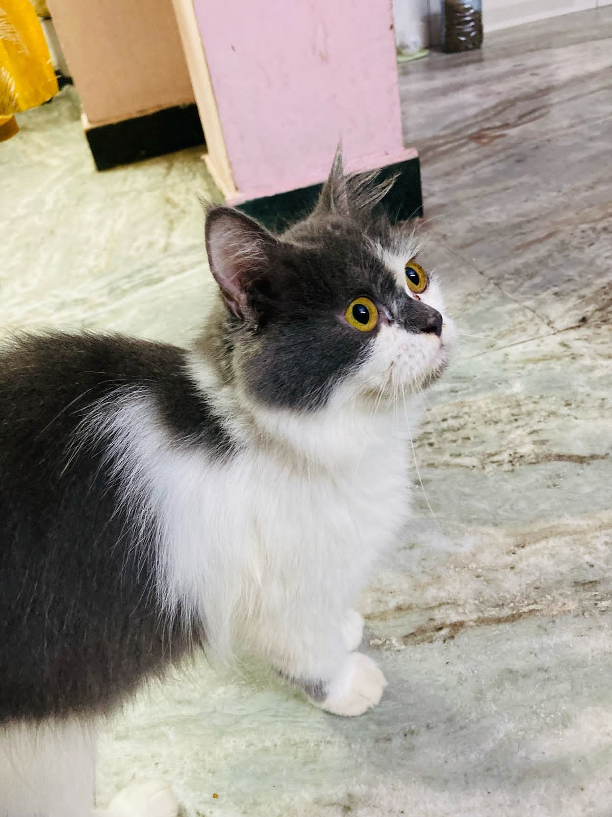 Cats  shop