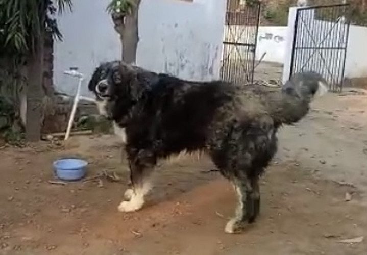 Caucasian shepherd puppies available