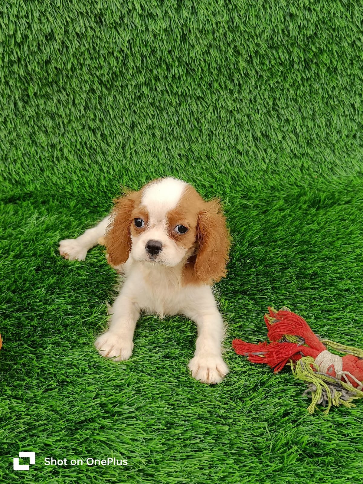 Cavalier King Charles Spaniel Puppy for sale in Delhi