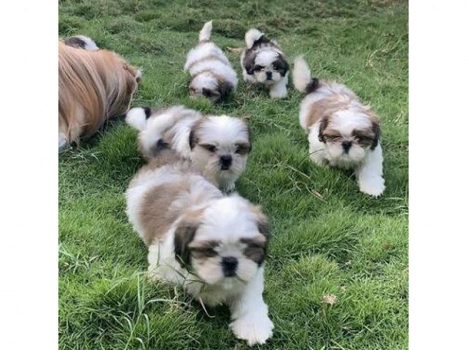Certified KCI Shih Tzu Male female Puppys for Rehoming