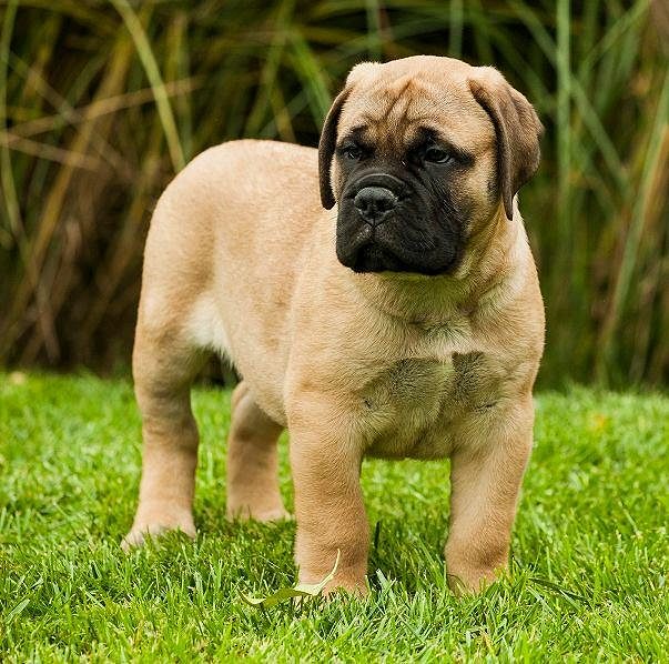 Champion bloodline English mastiff Puppies For Sale..8307797664