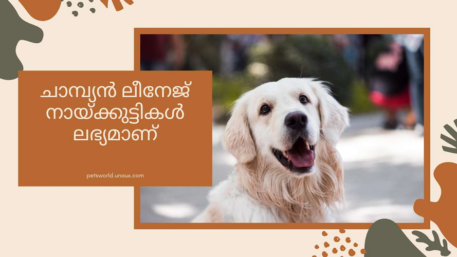 champion linage dogs available 