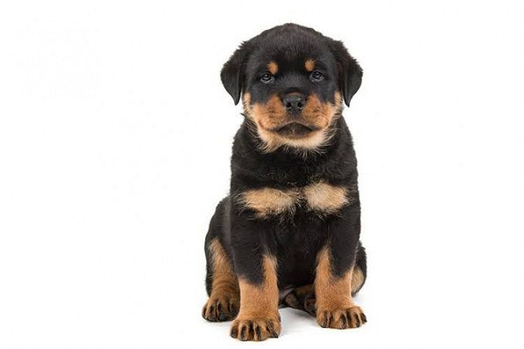 Champion line Male Rotweiler 45 days ols