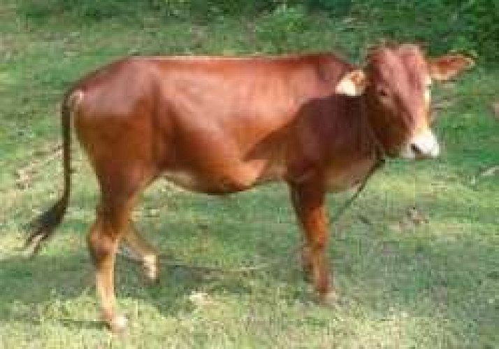 Cheruvally Cow