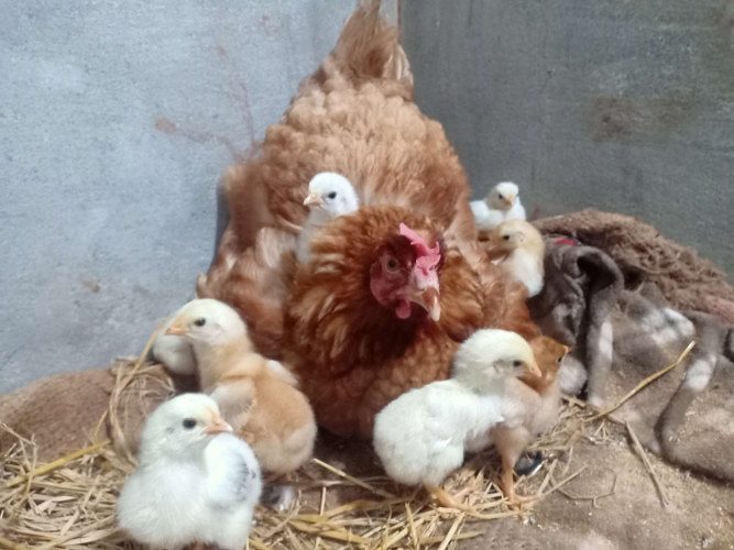 ?? ????? ??????? ???????????????? ?????????