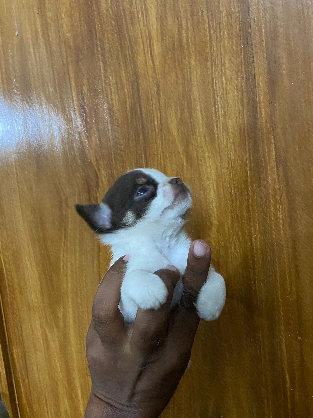 Chihuahua