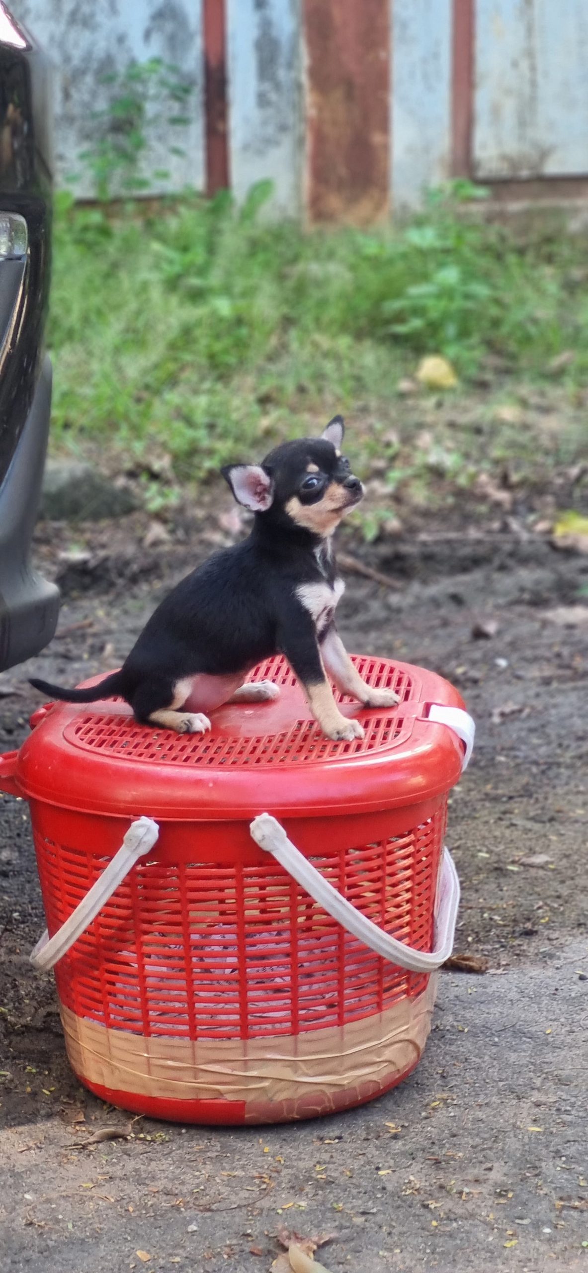 Chihuahua