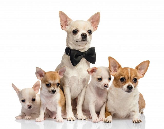 Chihuahua puppies 
