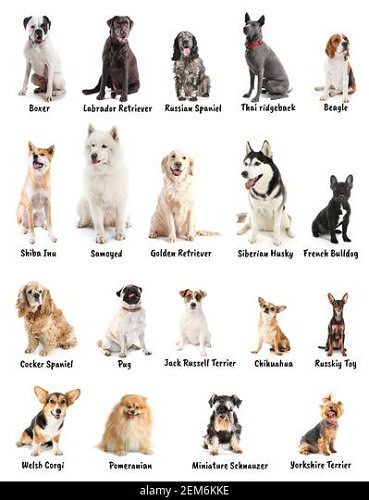 Chihuahua Puppies For Sale Trust Kennel Delhi