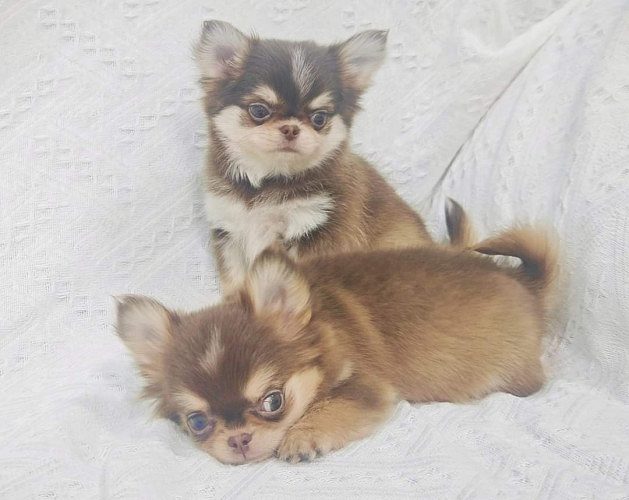 Chihuahua Pups Available Here Trust Kennel