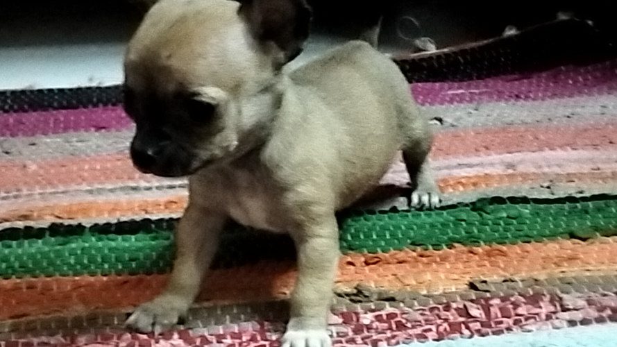 Chihuahua Pups For Sale Trust Kennel