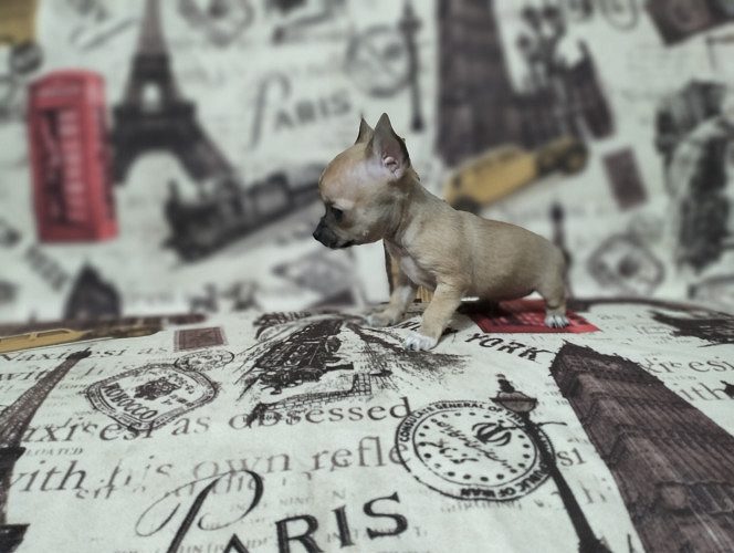 Chihuahua Pups Zero Size Available Here Trust Kennel