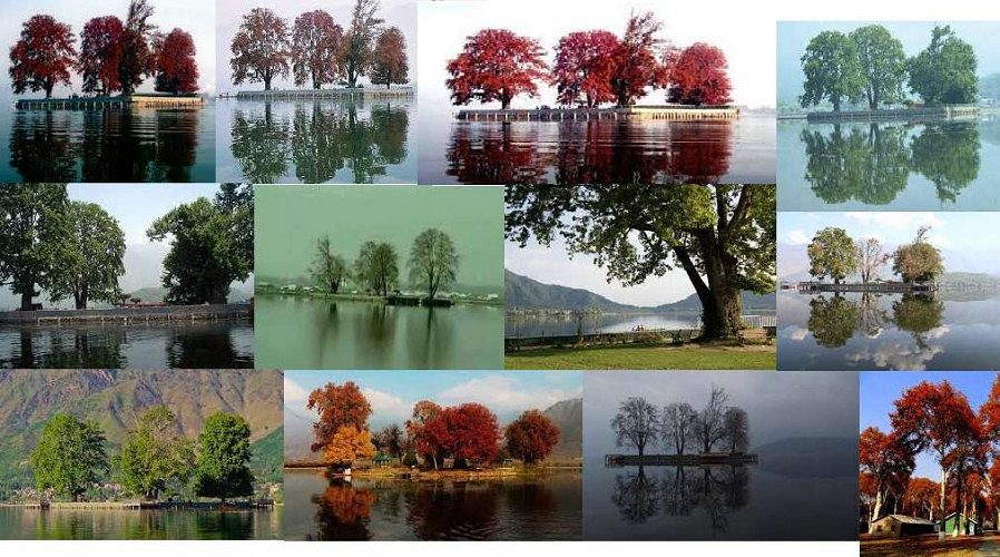 Chinar trees 