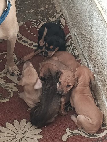 Chippipaarai dogs for sale