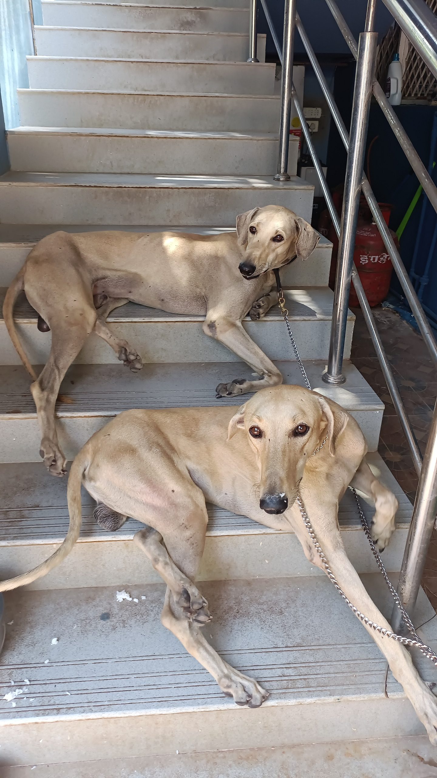 Chippiparai dogs