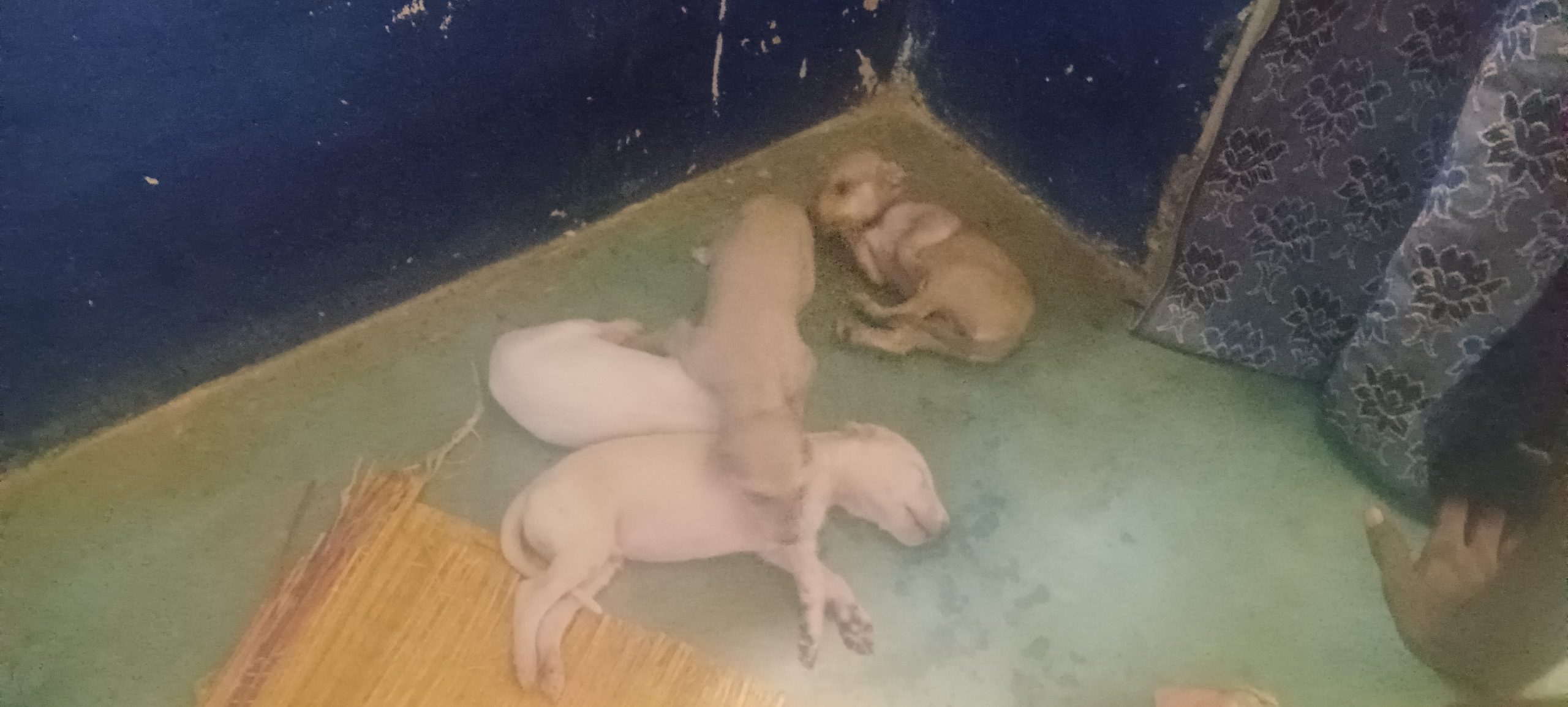 CHIPPIPARAI puppies for sale