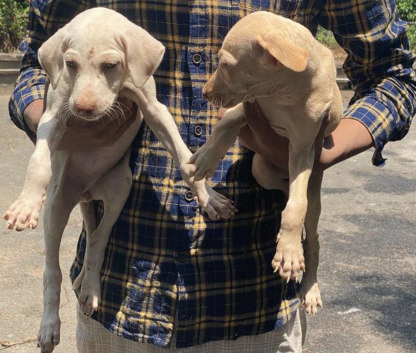 Chippiparai and Rajapalayam pups
