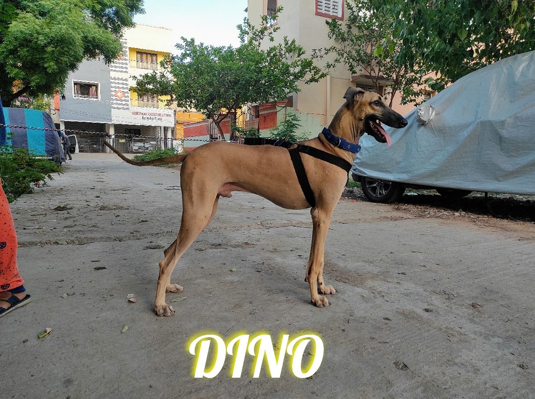 Chippiparai - 3 years - Male for Sale