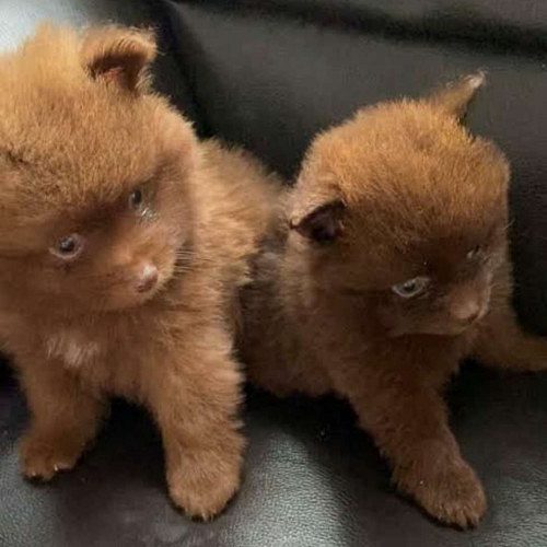 Chocolate,white ,black,gold colors mini pom puppies  availab