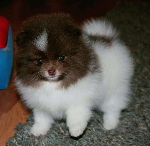 Chocolate  and white mini pom puppies  4 sale