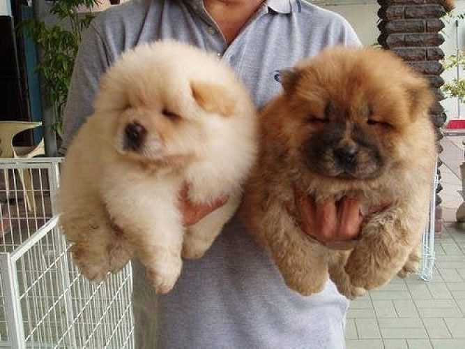 Chow Chow