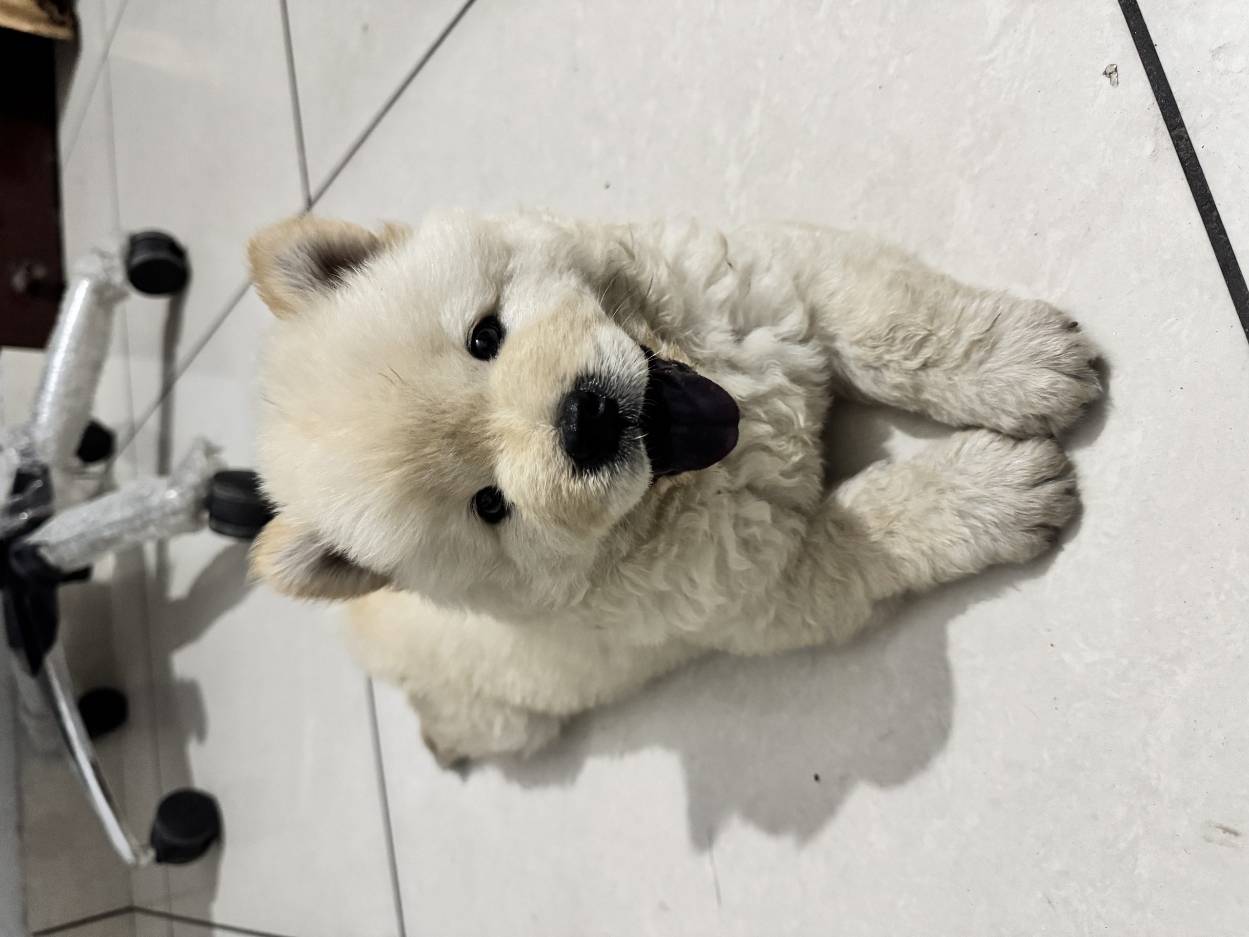 Chow Chow Male Puppy