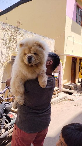 Chow Chow puppies