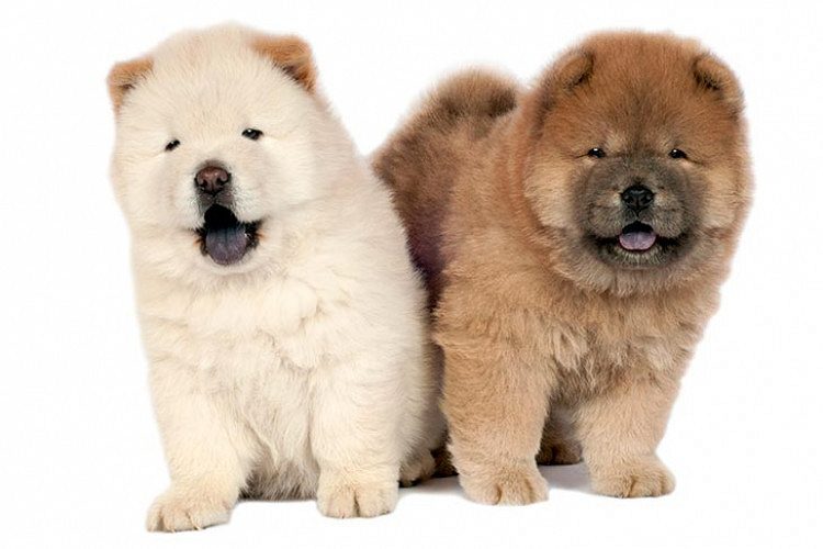 Chow Chow puppies 