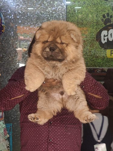 ChowChow Puppies Available For Sale Delhi 9654249090