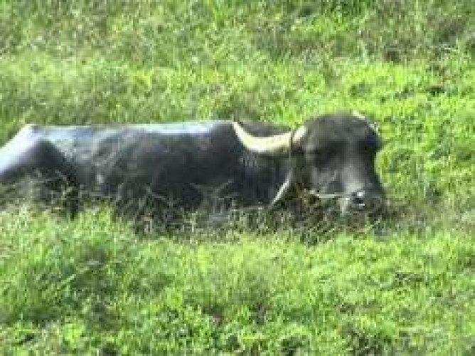 Churuli eruma and kutty