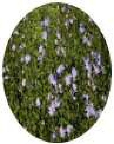 Cichorium intybus-Cichory seeds