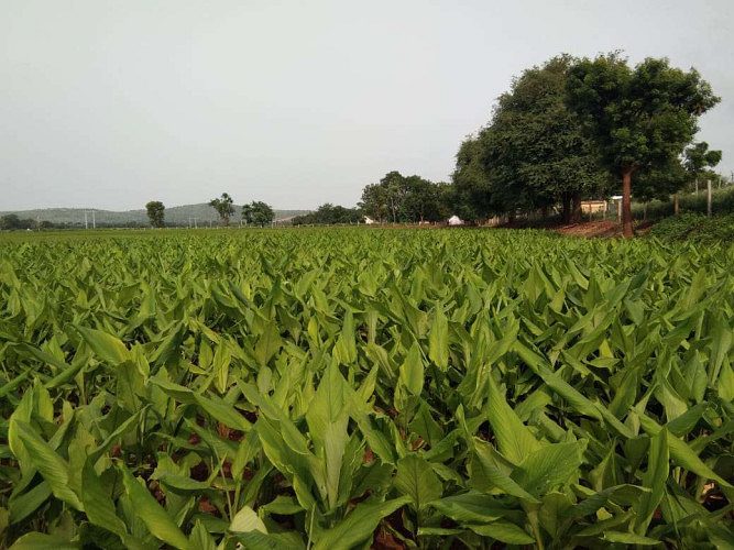 CIM Pitamber turmeric rhizome wonder  seed 