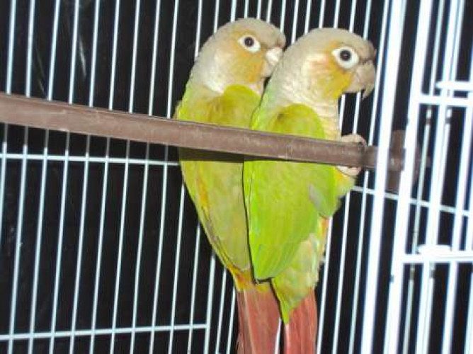 cinnamon conure 