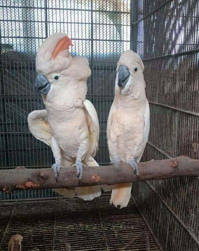 cockatoo Parrots  for sale whats-app 00237699461444