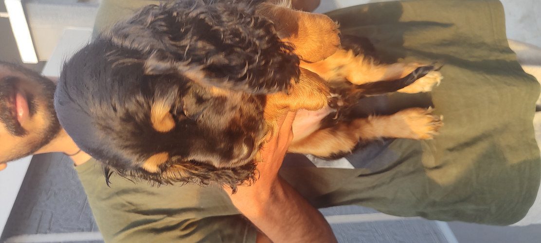 Cocker spaniel puppies for sale