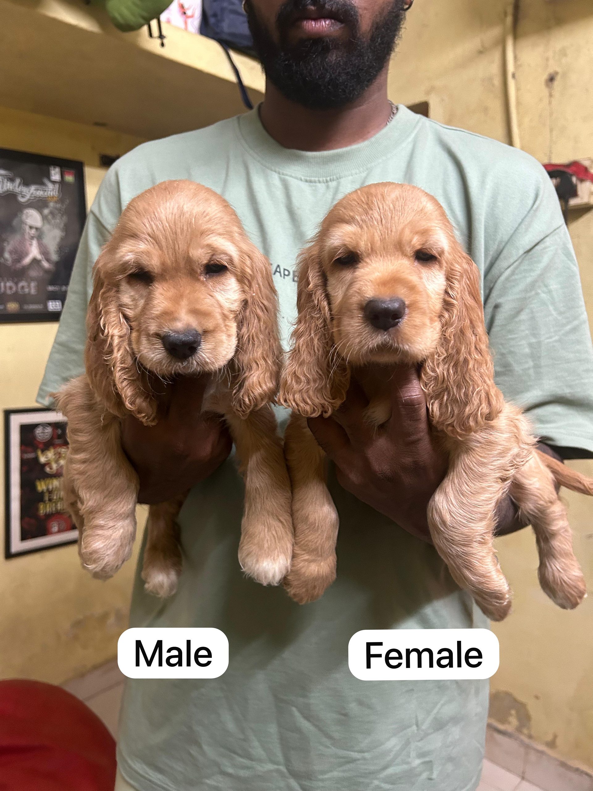 Cocker spaniel puppies available in Chennai