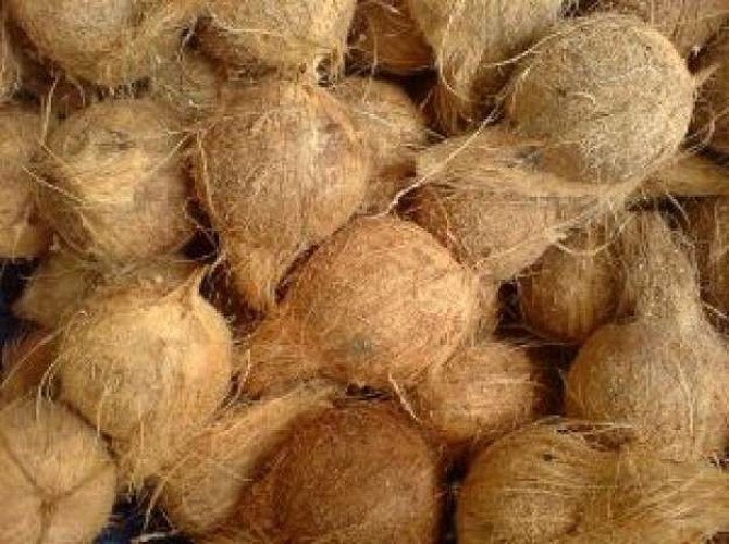 Coconut for Sale