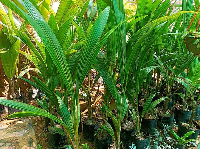 Coconut Seedlings for sale