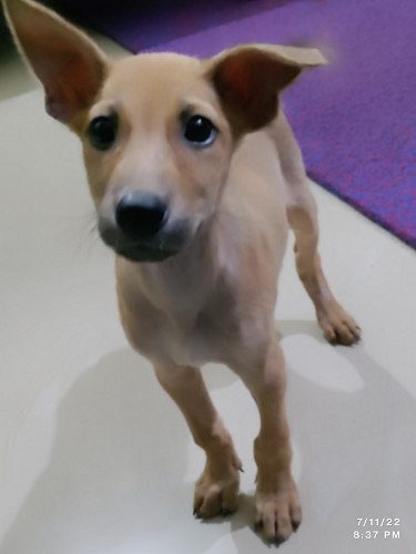 Common breed dog for sale