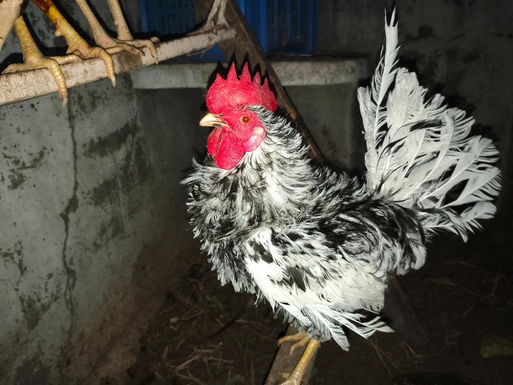 Country chicken for sale