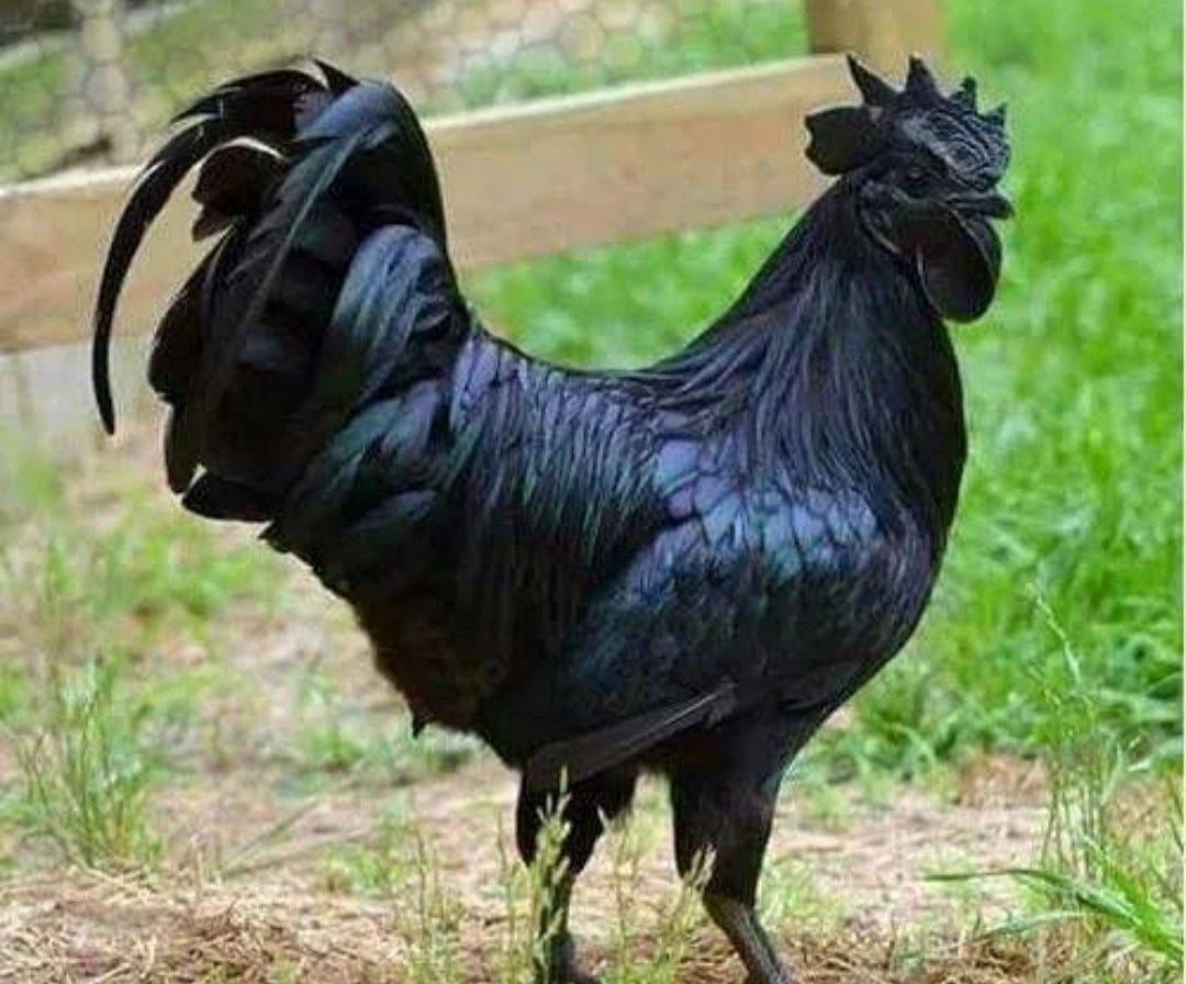 കരിങ്കോഴികൾ വില്പനക്ക്